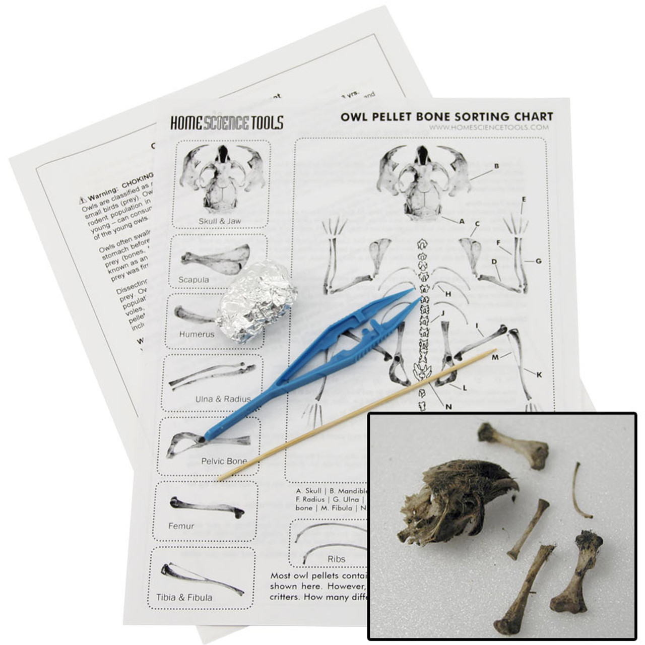 Owl Pellets , Dissection Kit