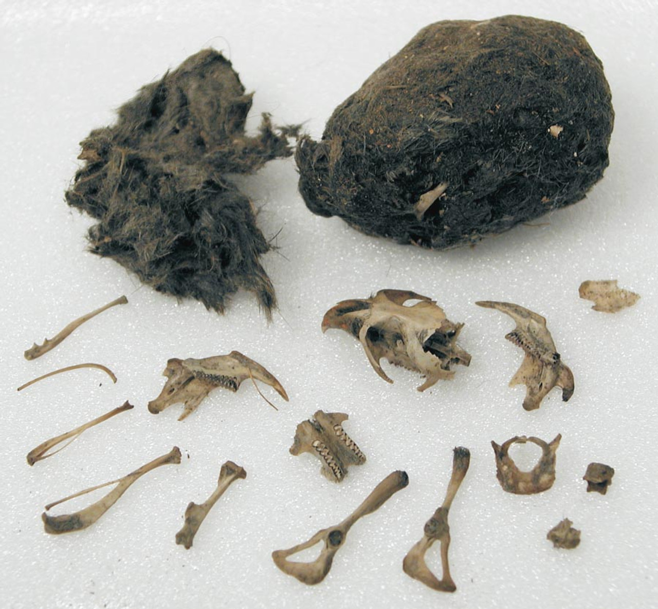 Owl Pellets for Dissection, Large