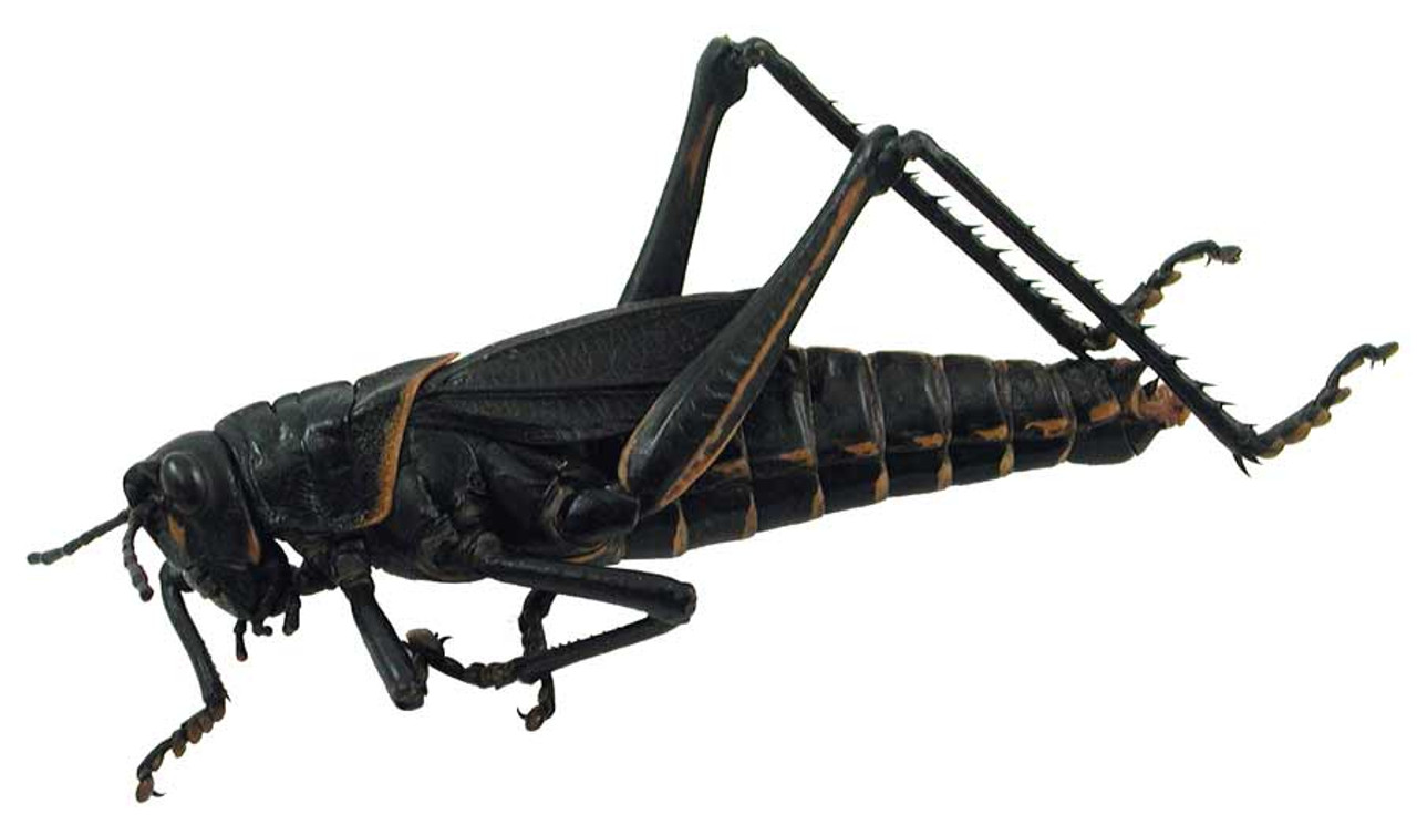 giant black grasshopper