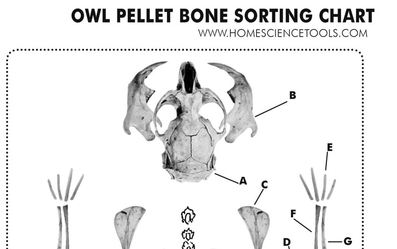 Owl Pellets Bring Skeletons Into Schools - Alliance for the