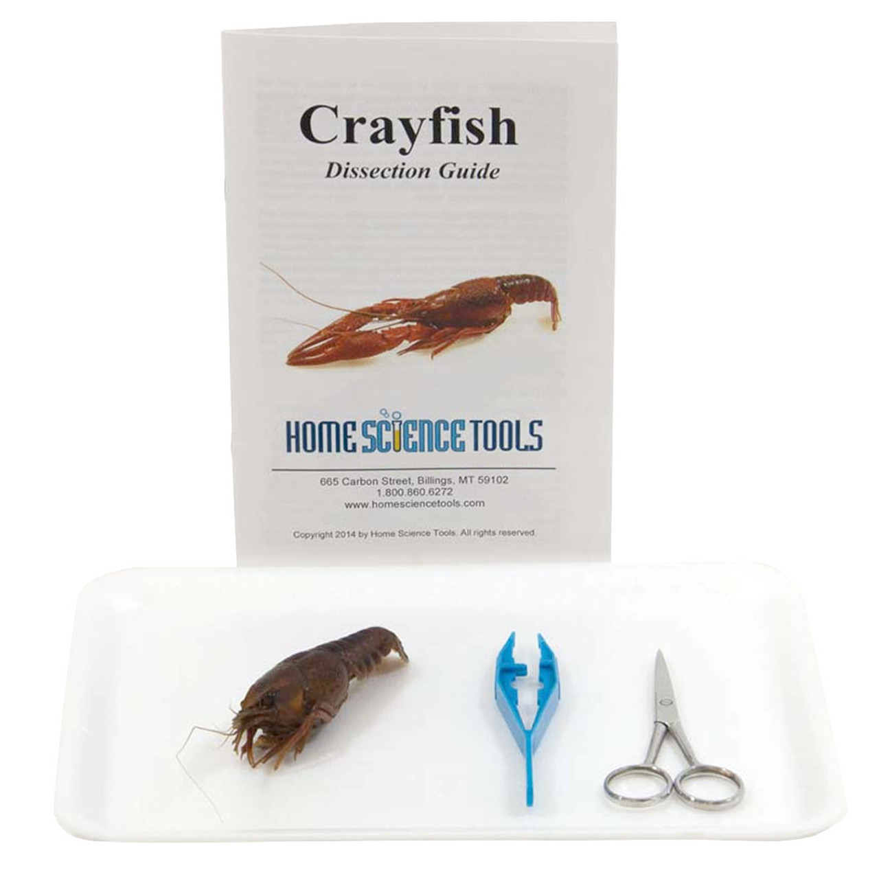 Kids Crayfish Dissection Kit for Science Anatomy Labs