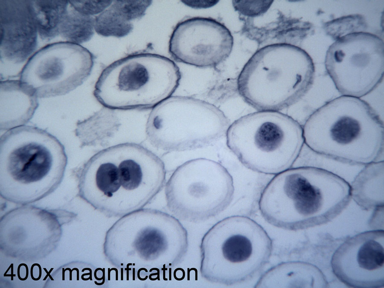 animal cell mitosis slides