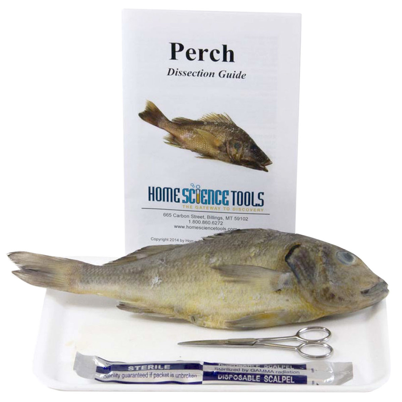 Perch Dissection Kit | Home Science Tools
