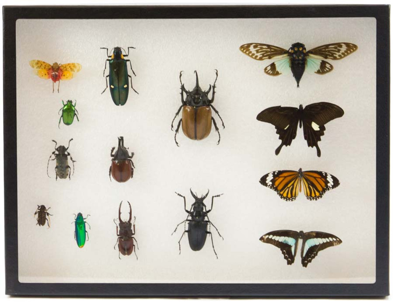 Buy Framed & Butterfly Specimens, Mounting Equipment