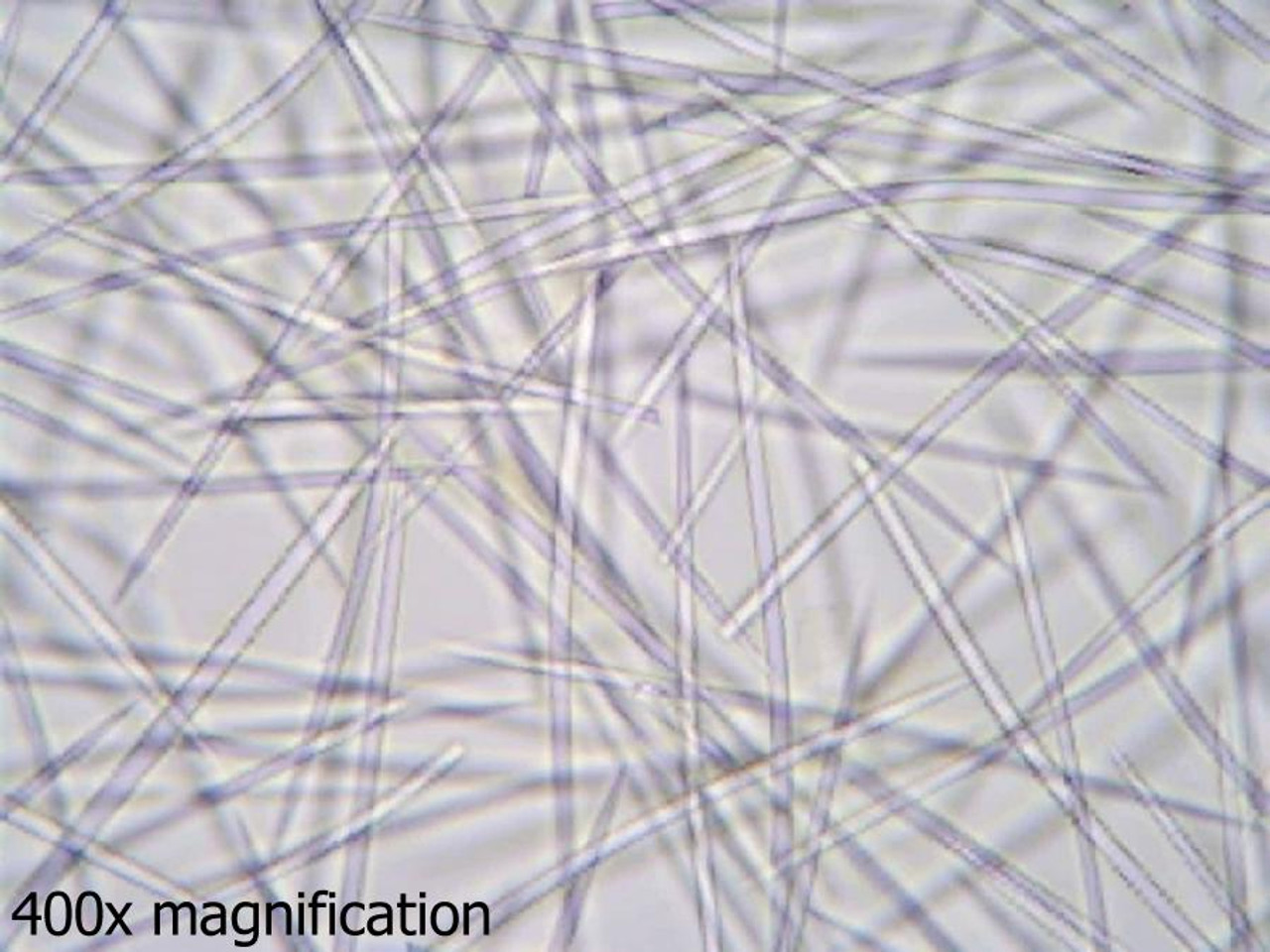 Grantia Scypha Spicules Slide W M Grantia Scypha Spicules Slide W M