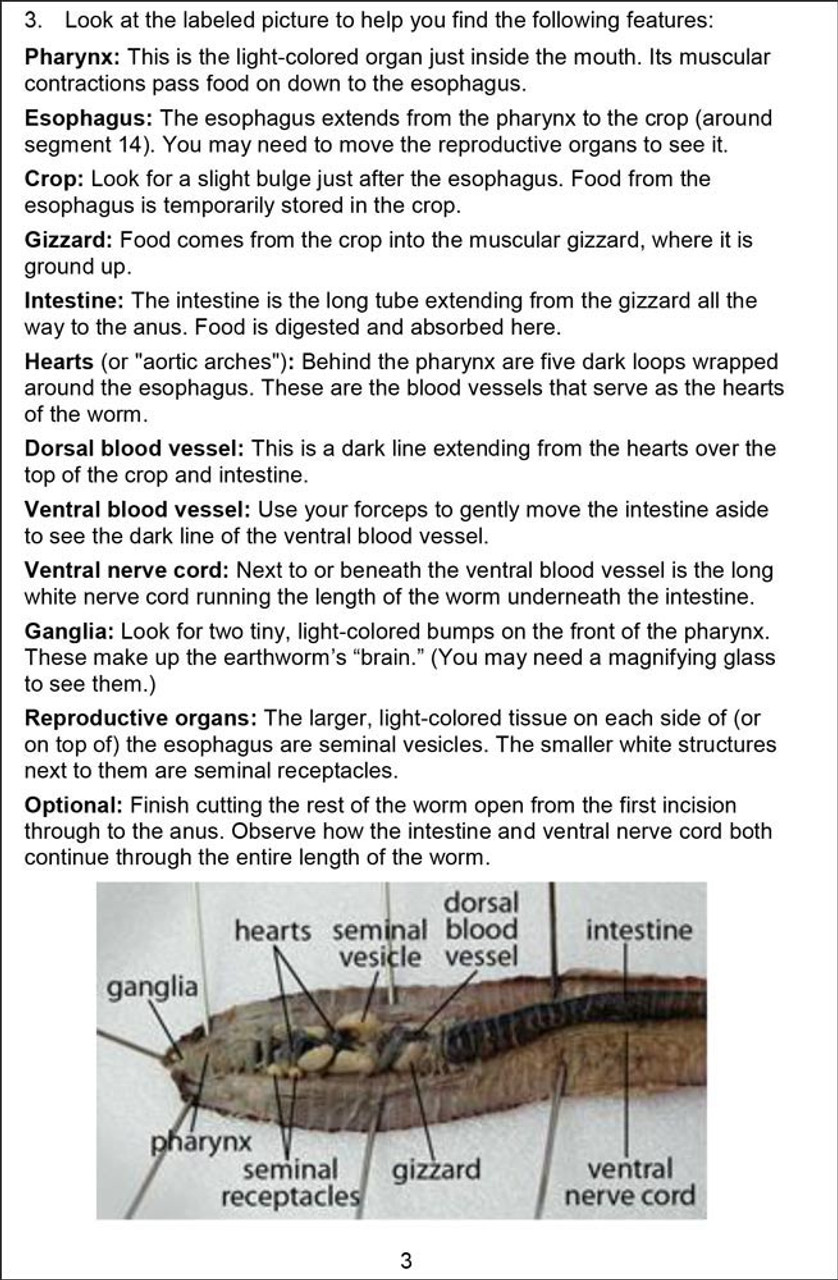 Earthworm dissection guide