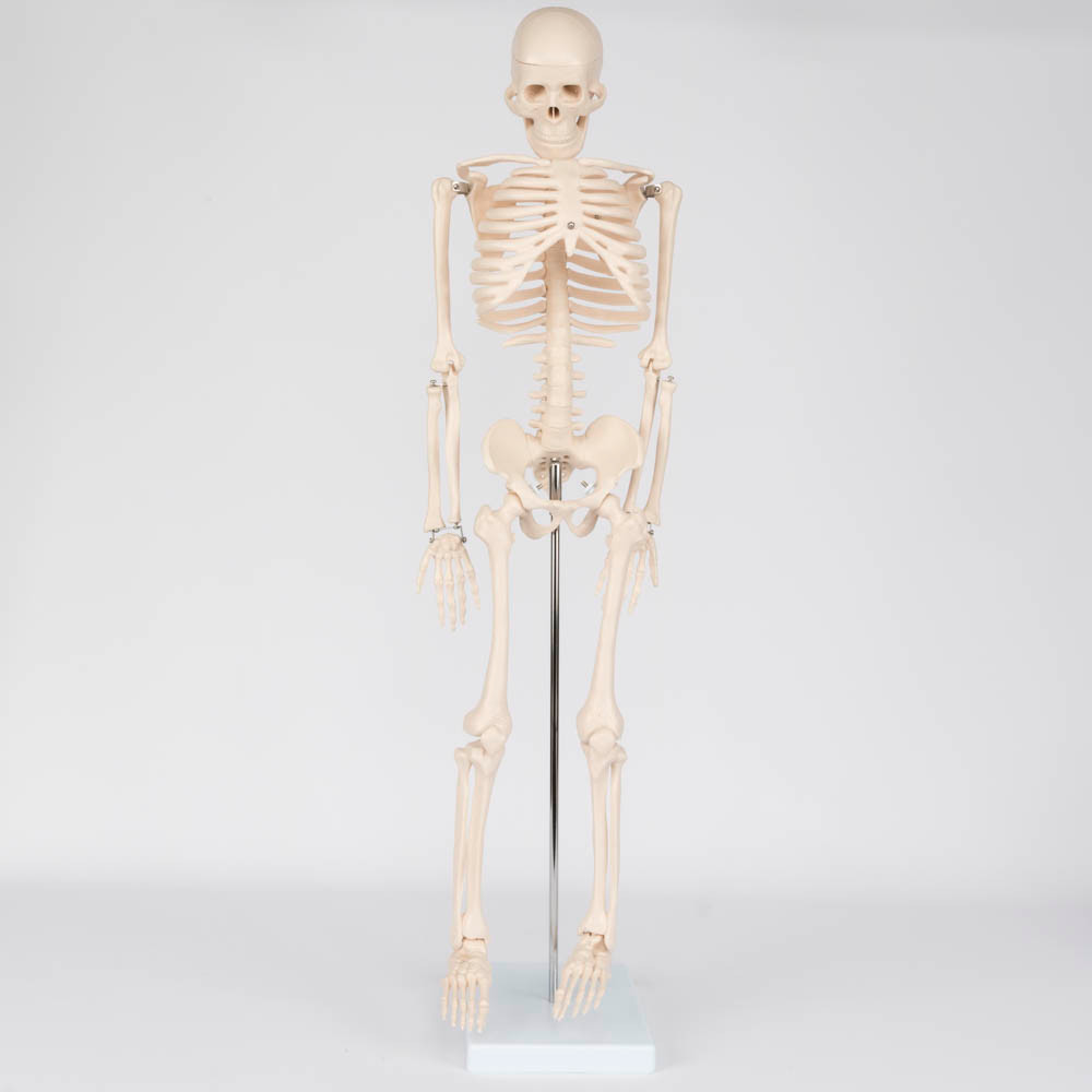 34-inch Human Skeleton Model