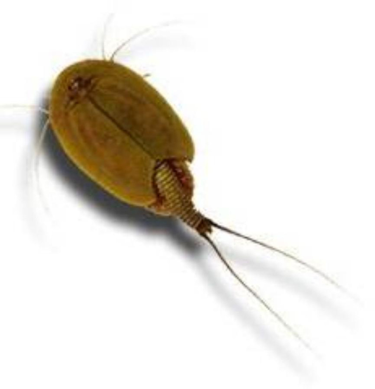 TRIASSIC TRIOPS – Science World Science Store