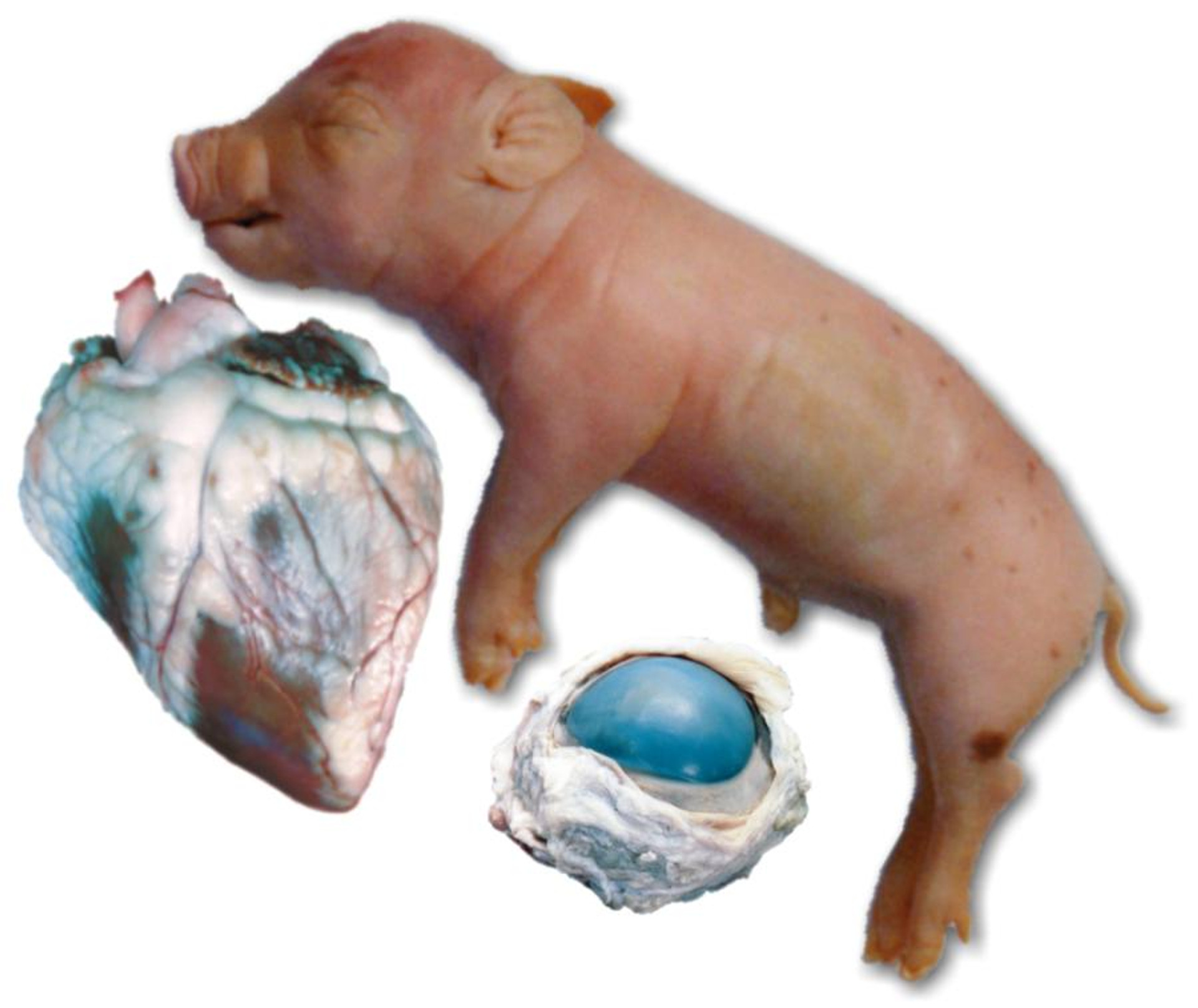 Apologia Dissection Kit Specimens for Human Anatomy Labs