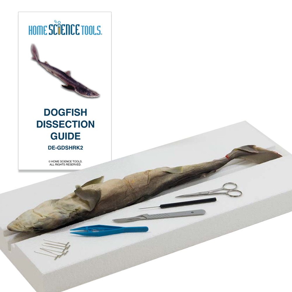 Dogfish Shark Dissection Kit for Kids Marine Anatomy | HST