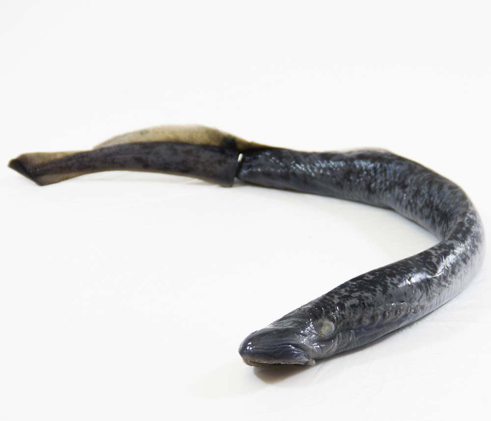 1828" Plain Preserved Lamprey Dissection Specimens for Sale