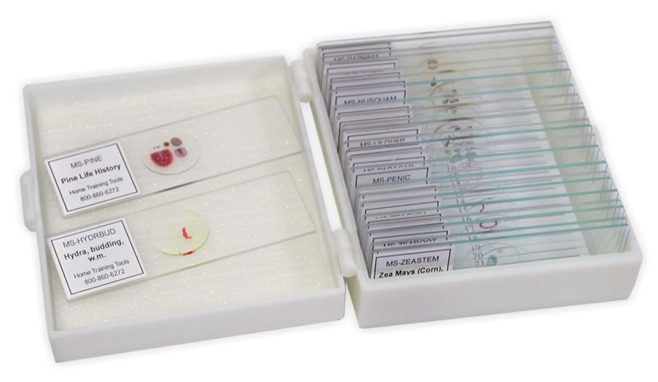 Microscope Slide Collection General Specimens