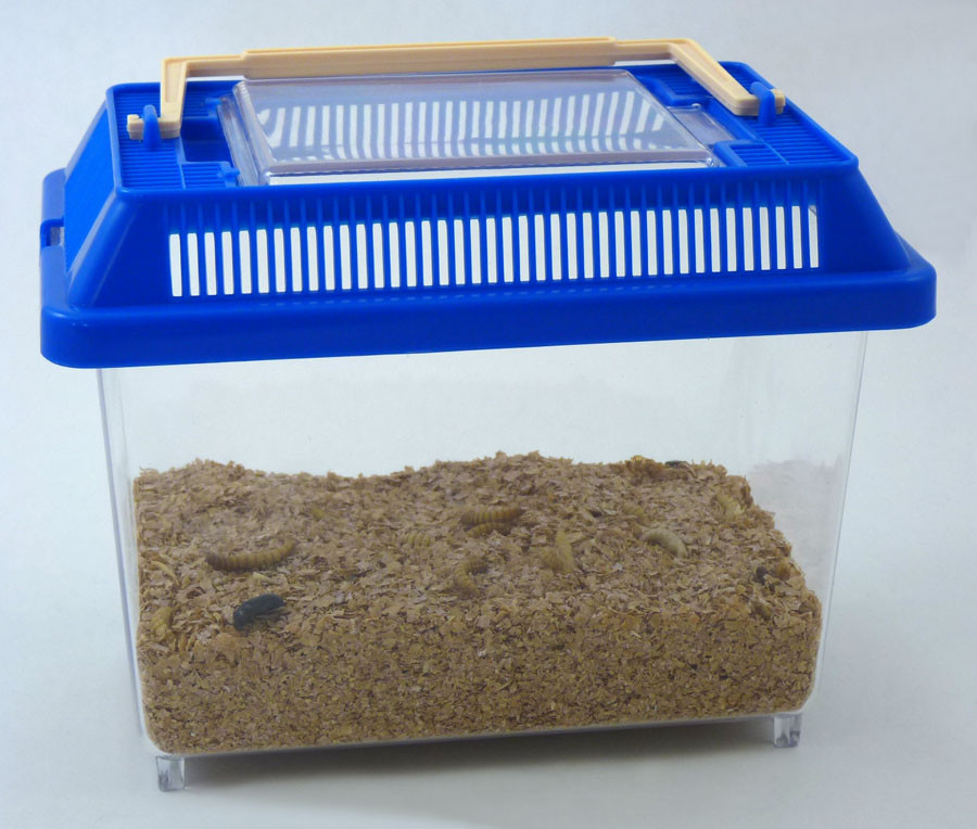 Darkling Beetle Life Cycle Kit Mealworm Beetle Metamorphosis Kit