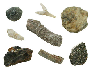 Fossil Study Kit, 8 specimens