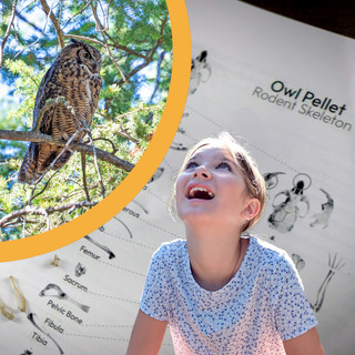 Owl Pellet Dissection Kit