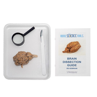 Mammal Brain Dissection Kit