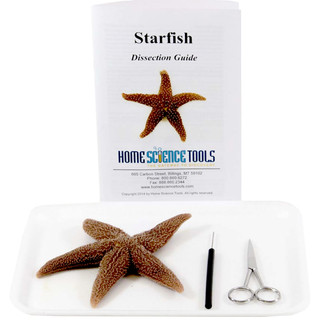 Starfish Dissection Kit