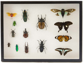 Insect Exhibit Case 12" x 16"