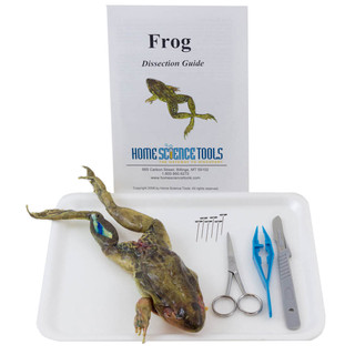 Frog Dissection Kit