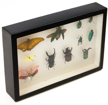 Plastic Collection Display Box  Insects Decor Transparent Box
