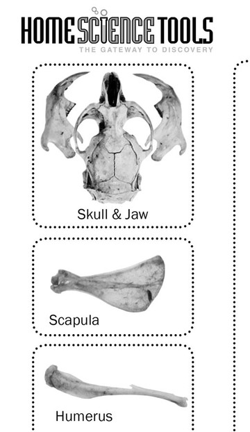 Owl Pellets Bring Skeletons Into Schools - Alliance for the