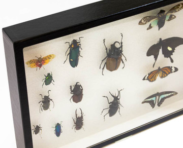 8x8 Insect Display Frame (Amber Stained) – Pin-It Entomological Supply