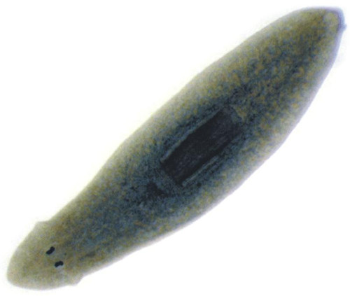 Planaria Brown Live Culture