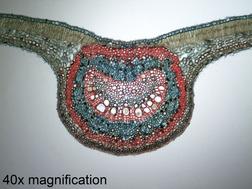 Ficus Syringa Lilac Dicot Leaf Prepared Slide C S