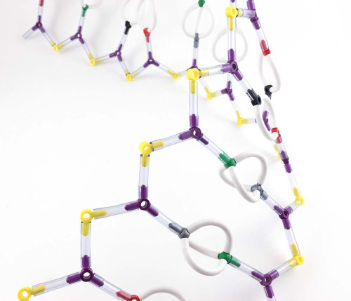 super models dna molecular model kit