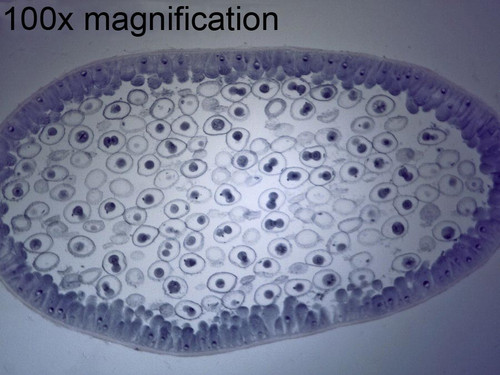 Whitefish Coregonus Slide Mitosis Section