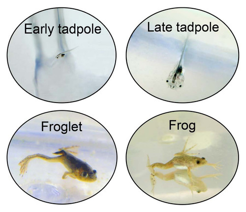 Frog Kit Tadpole To Frog Hatchery Home Science Tools