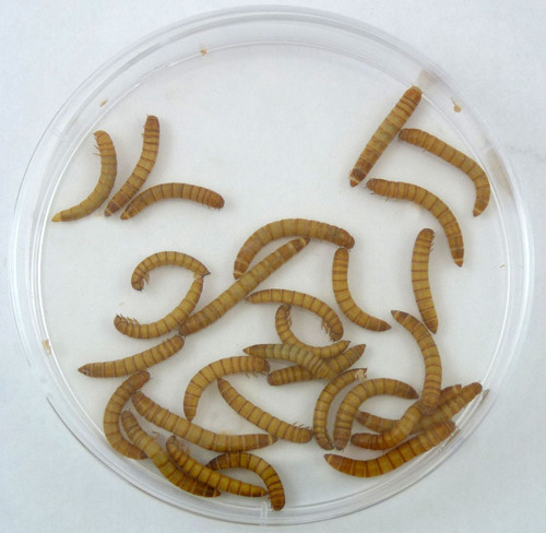 Mealworms Pre Paid Coupon Watch Darkling Beetle Life Cycle