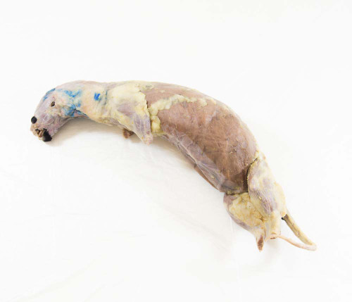 Mink Specimen Skinned Double Injected