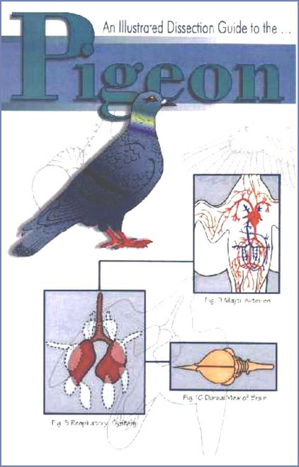 Pigeon Age Chart