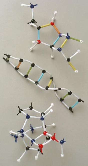 DNA Molecular Model Kit