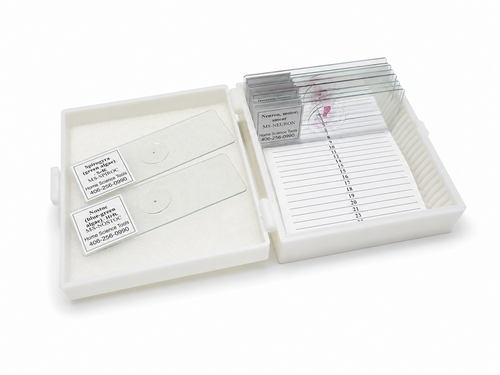 Monarch Biology Slide Set