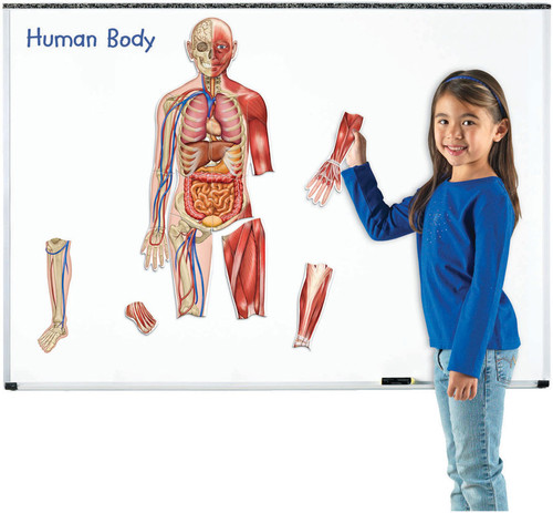 Double-sided Magnetic Human Body