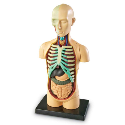 Human Body Model, small