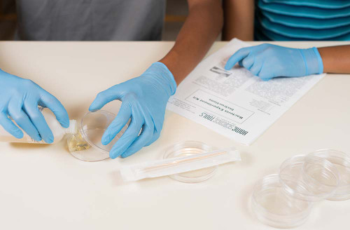 Bacteria Growing Kit: The Perfect "How To Grow Bacteria ...