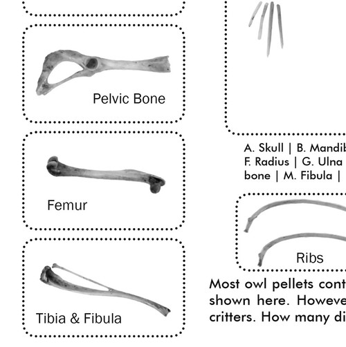 Dissecting Owl Pellets Bone Chart