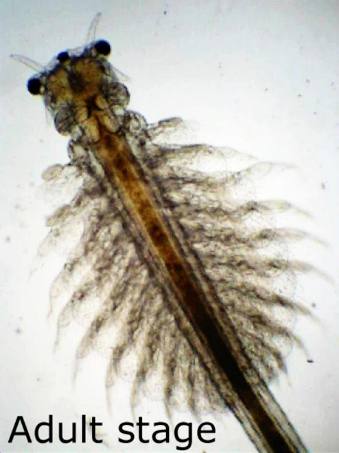 Brine Shrimp Eggs 6g Vial