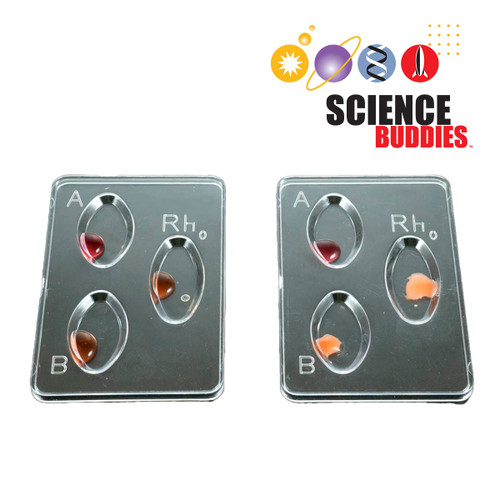 How Antibodies Are Used in Blood Typing Kit: two shallow trays showing blood-typing reactions
