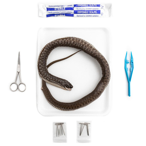 Snake dissection kit with tools and specimen