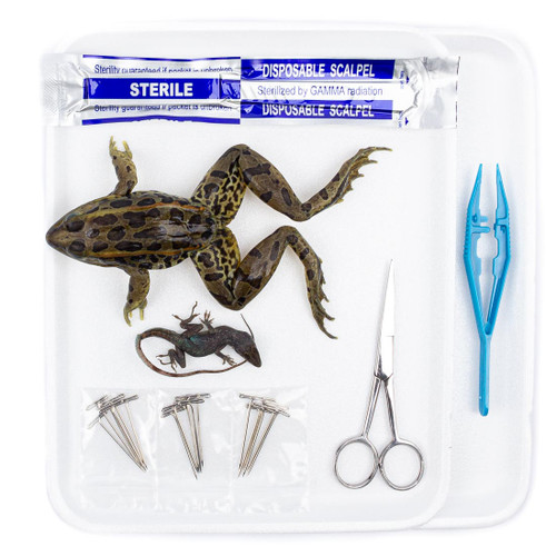 Frog and anole specimens and dissection tools