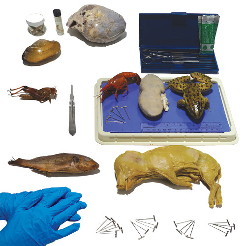 Novare General Biology Dissection Kit contents: dissection specimen, dissection tools, dissecting tray