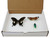 Insect Display Box