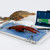 Image of Apologia Biology Dissection Kit contents: Dissecting tools, dissection specimens, dissection guide, and dissecting pan.