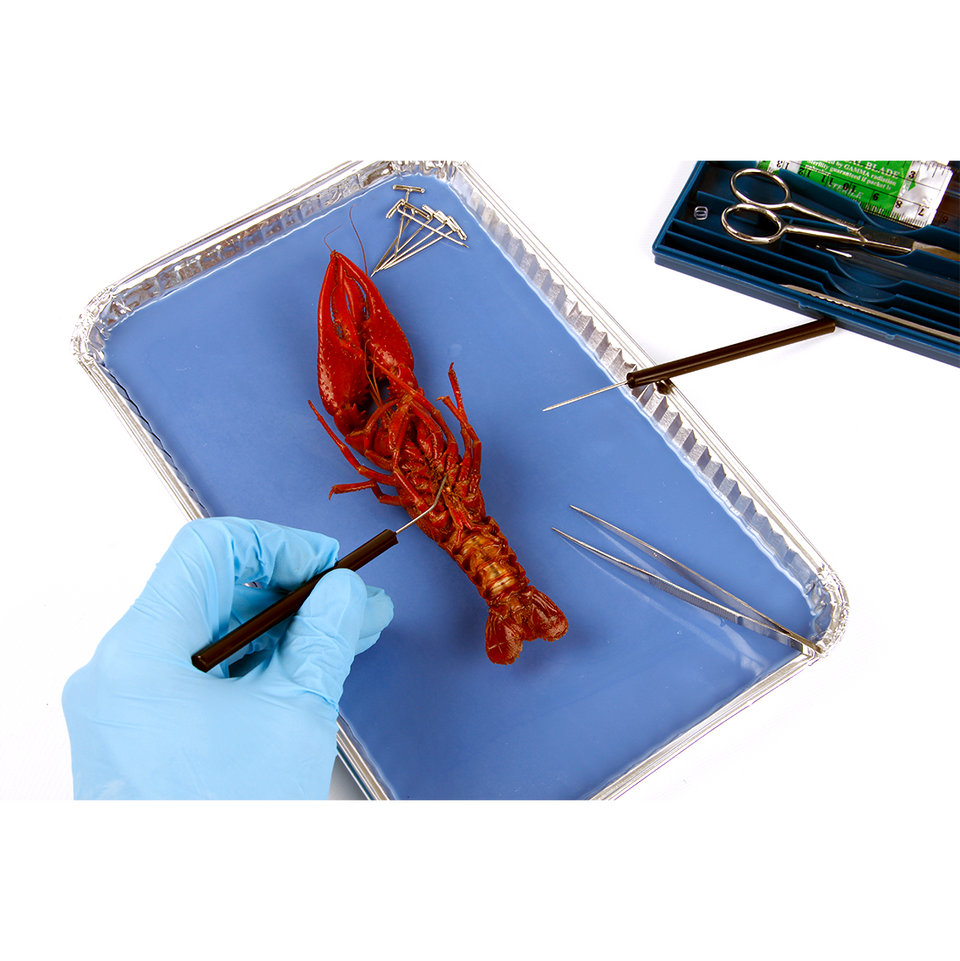 Apologia Biology Dissection Lab Kit Homeschool Dissection Kit