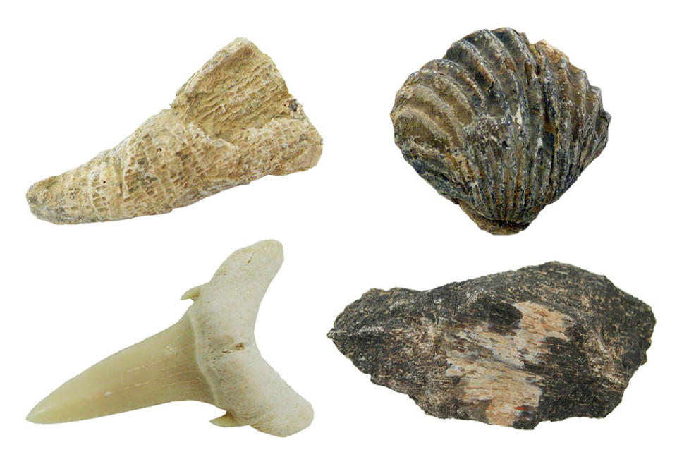 Fossil Starter Kit for Kids 4 Specimens Home Science Tools