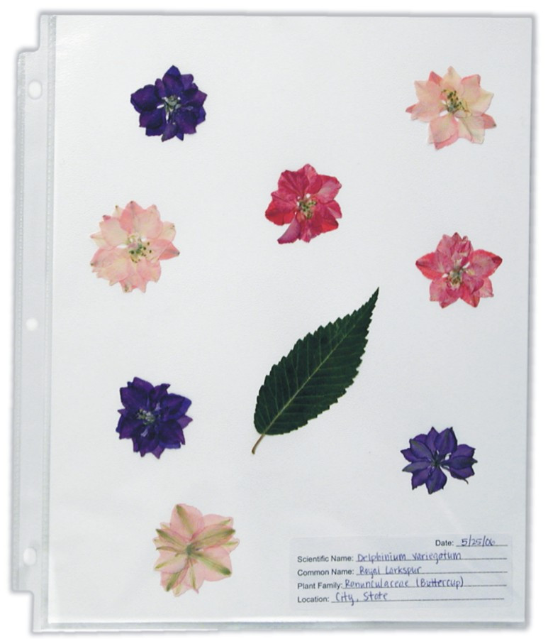 Flower Press Kit for Kids Plant Pressing STEM Science